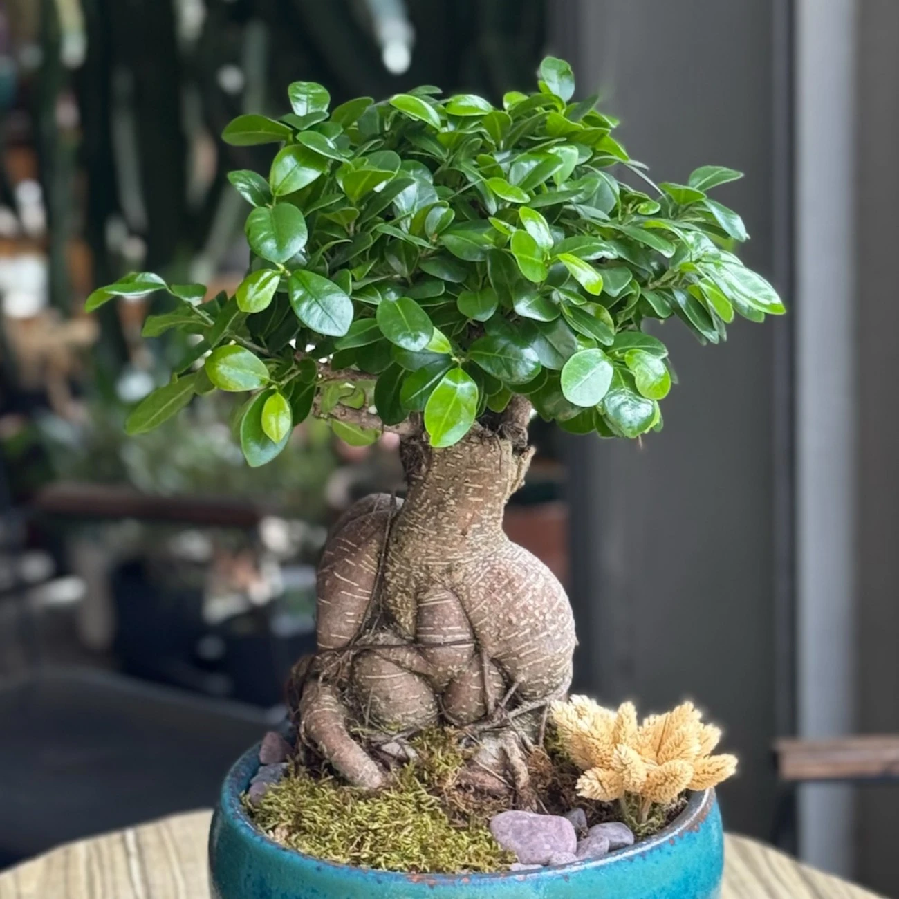 Ficus microcarpa Ginseng
