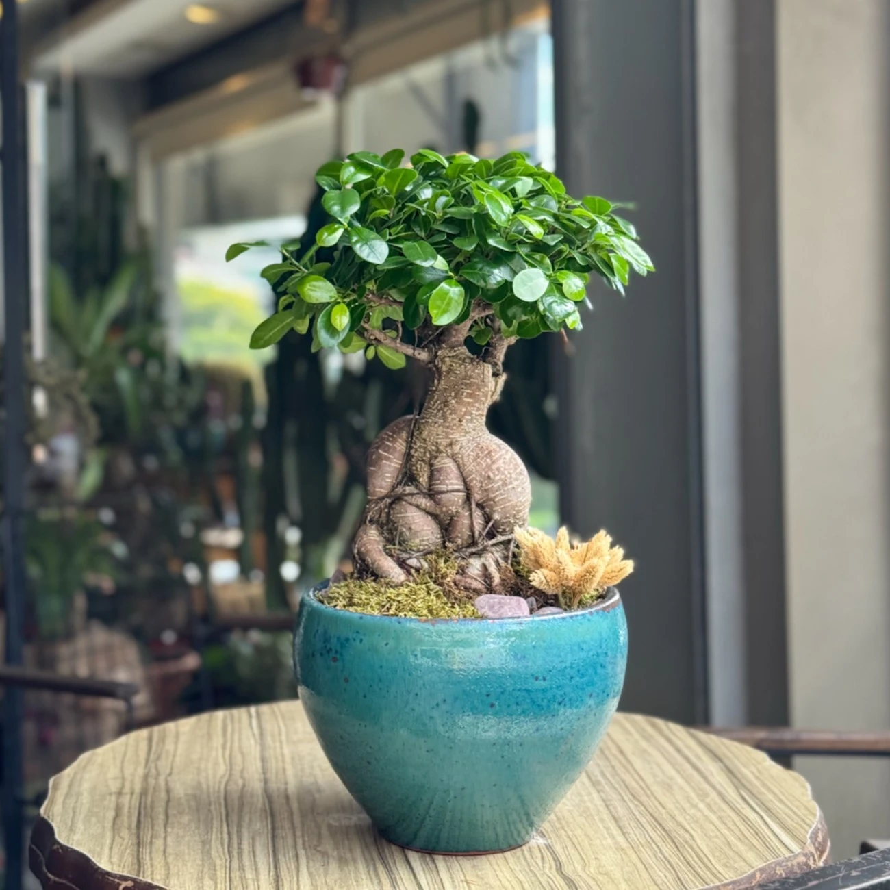 Ficus microcarpa Ginseng
