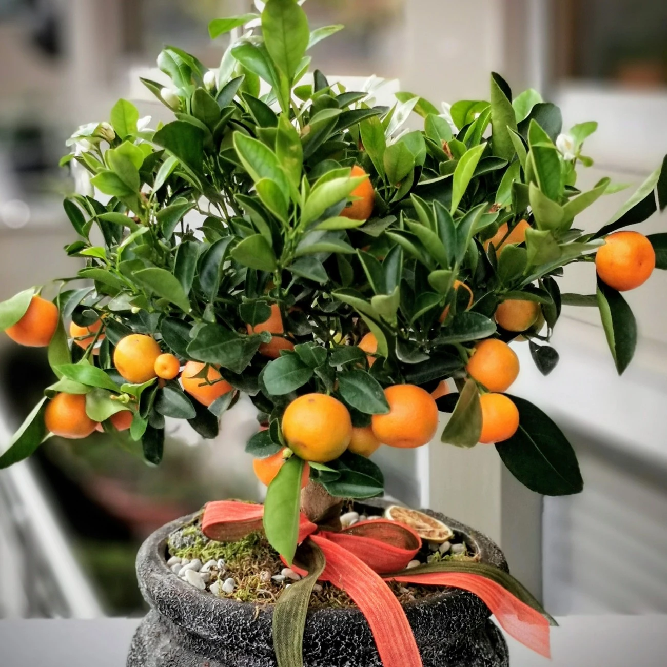 Minyatür Mandalina Ağacı