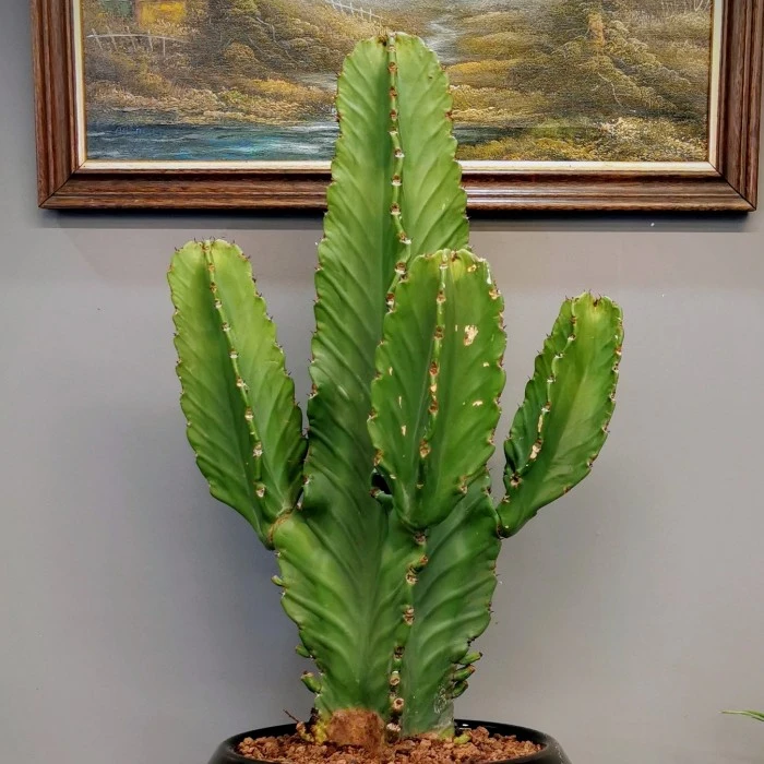 Euphorbia İngens Kaktüs