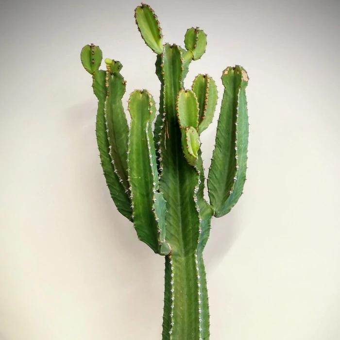 Euphorbia İngens - Şamdan Ağacı