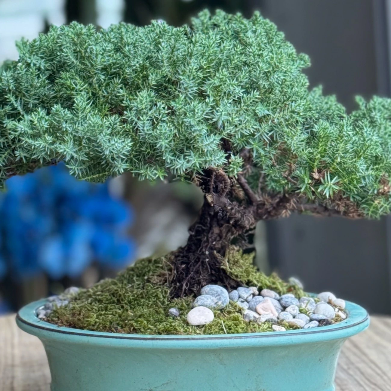 Juniperus Bonsai