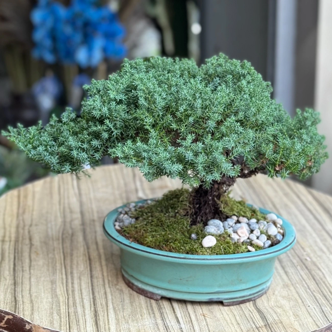 Juniperus Bonsai
