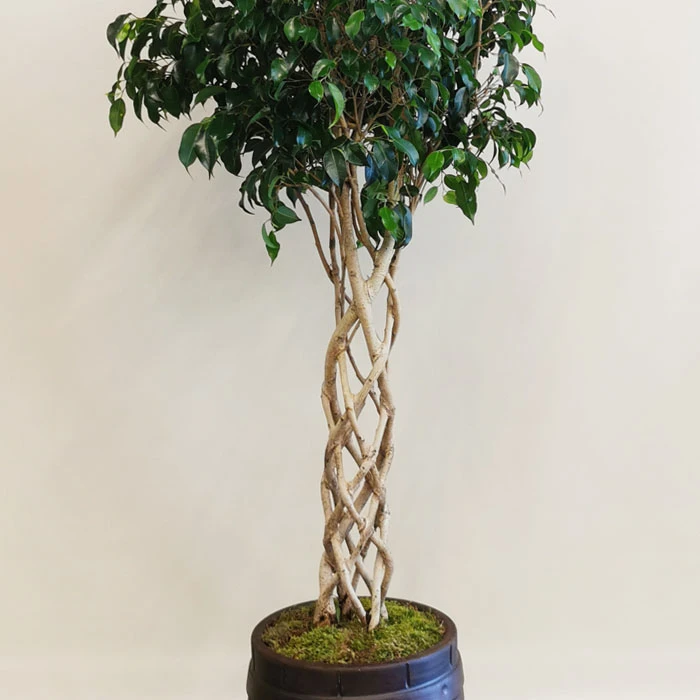 Kafes Örgü Ficus