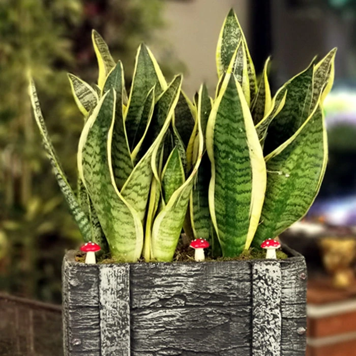 Sanseveria Kılıç Çiçeği