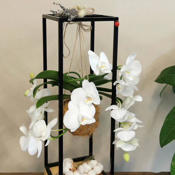 Kokedama Meander Orkide