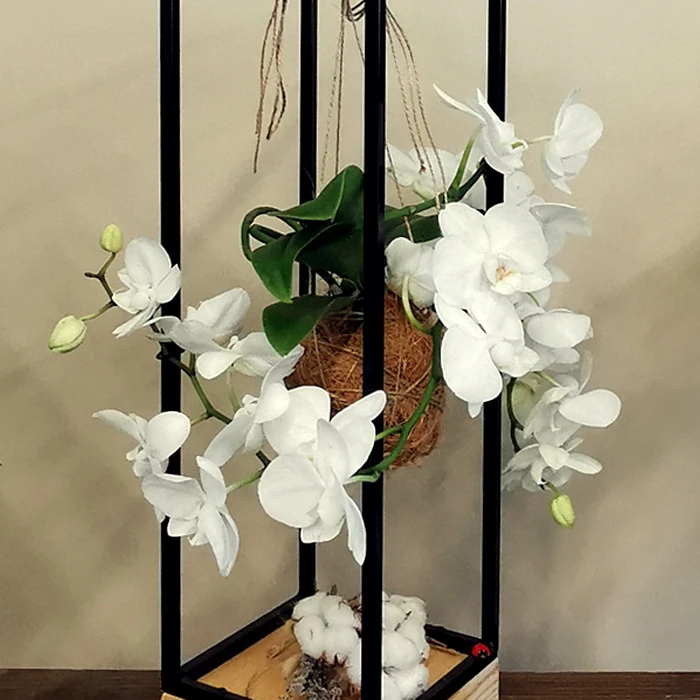 Kokedama Meander Orkide