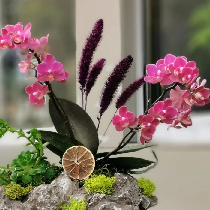 Sunset Orange Kokulu Orkide