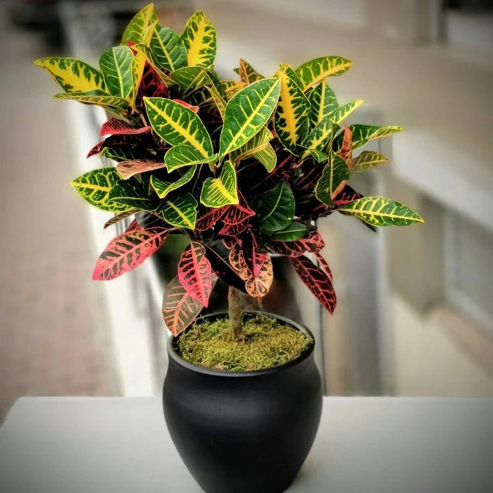 Croton Petra