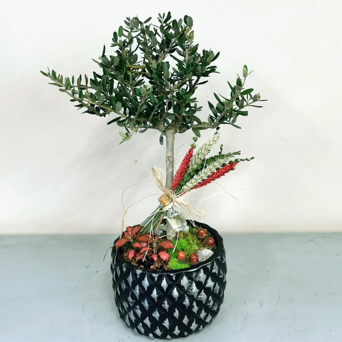 Minyatür Zeytin Ağacı