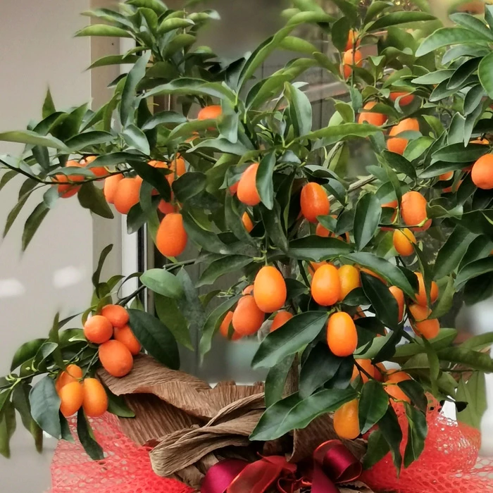 Kumquat - Kamkat Ağacı