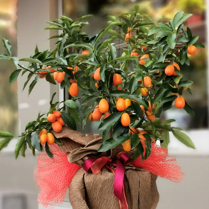 Kumquat - Kamkat Ağacı