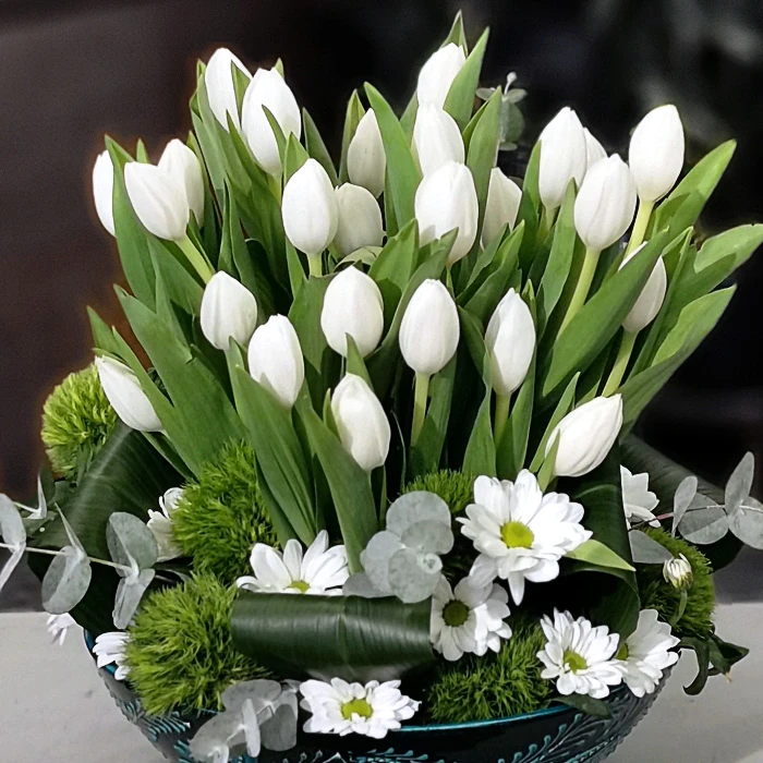 Kütahya Serisi Beyaz Laleler