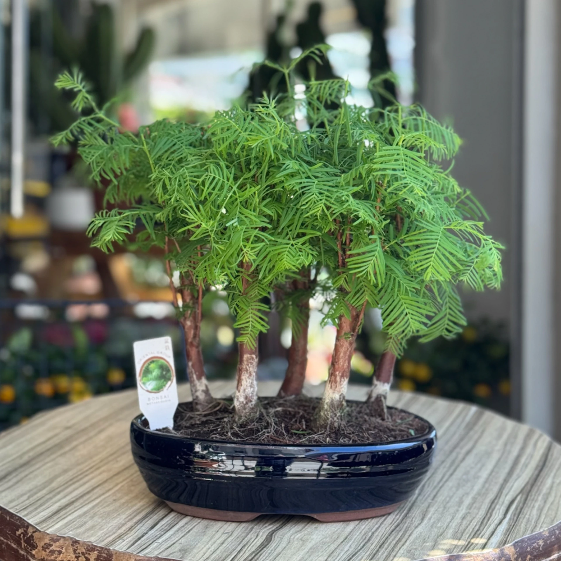 Larex Orman Bonsai