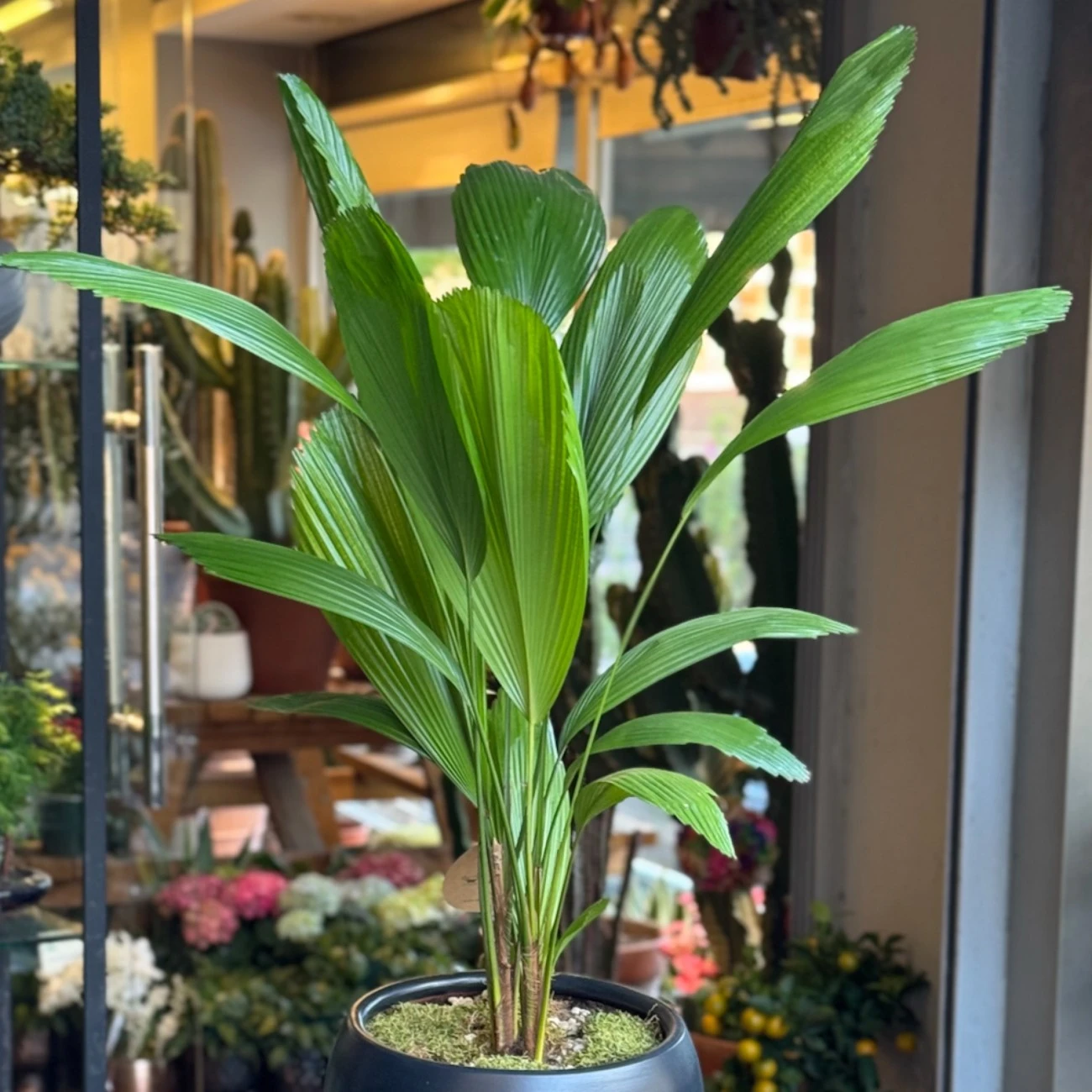 Licuala Vişne Palmiyesi