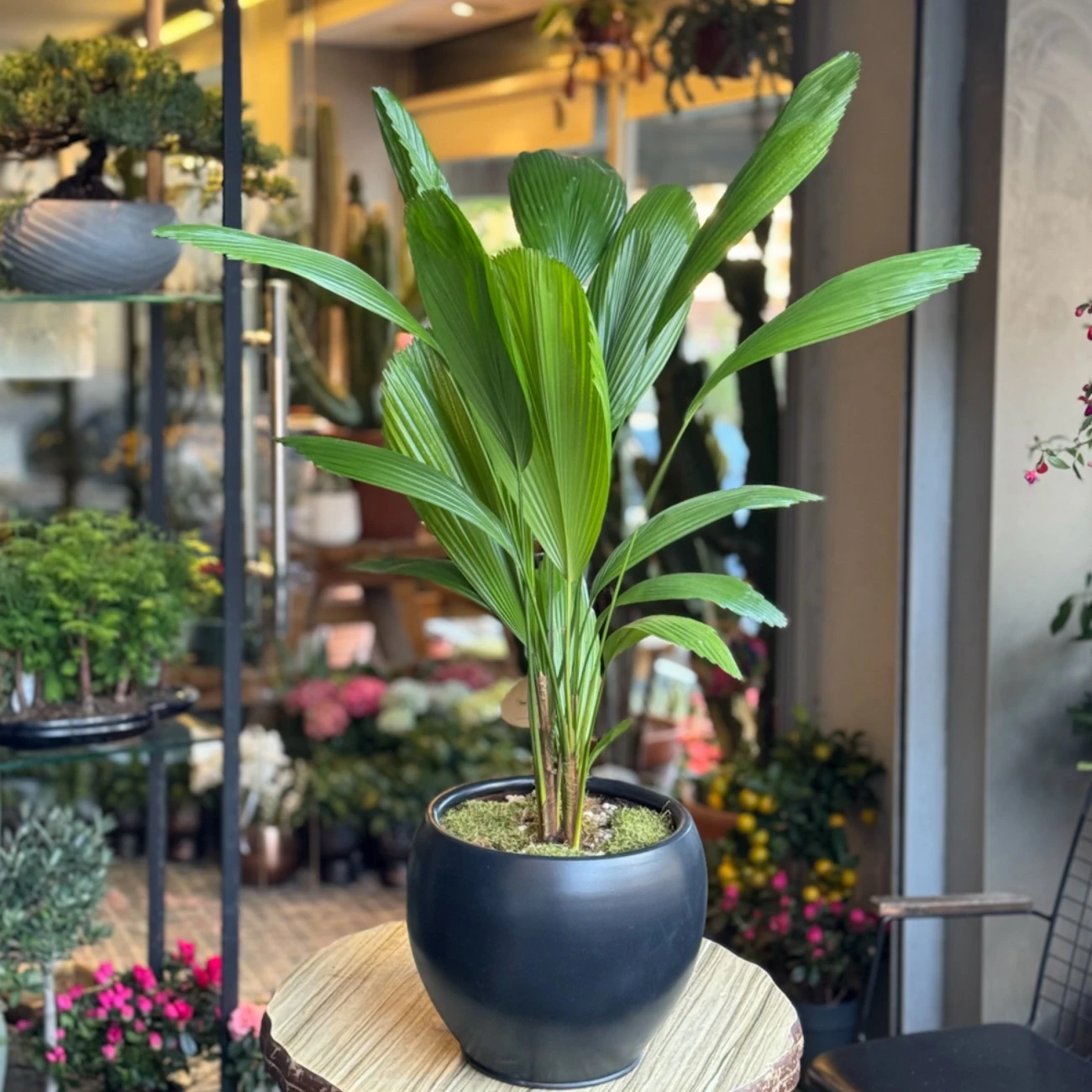 Licuala Vişne Palmiyesi