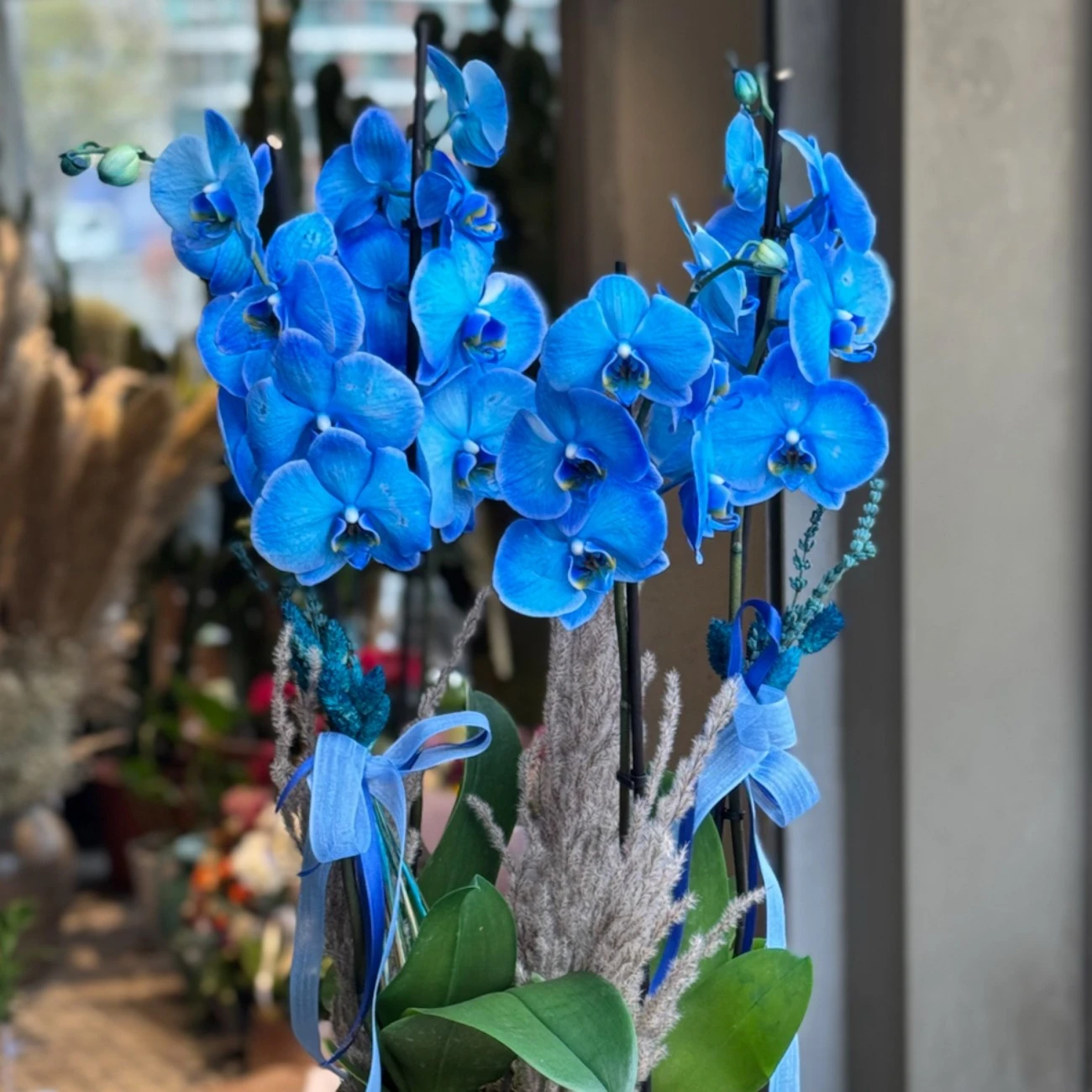 4 Dal Mavi Orkideler