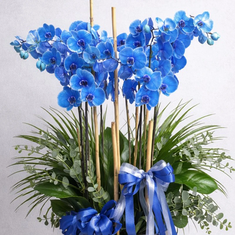 6 Dallı Mavi Orkide