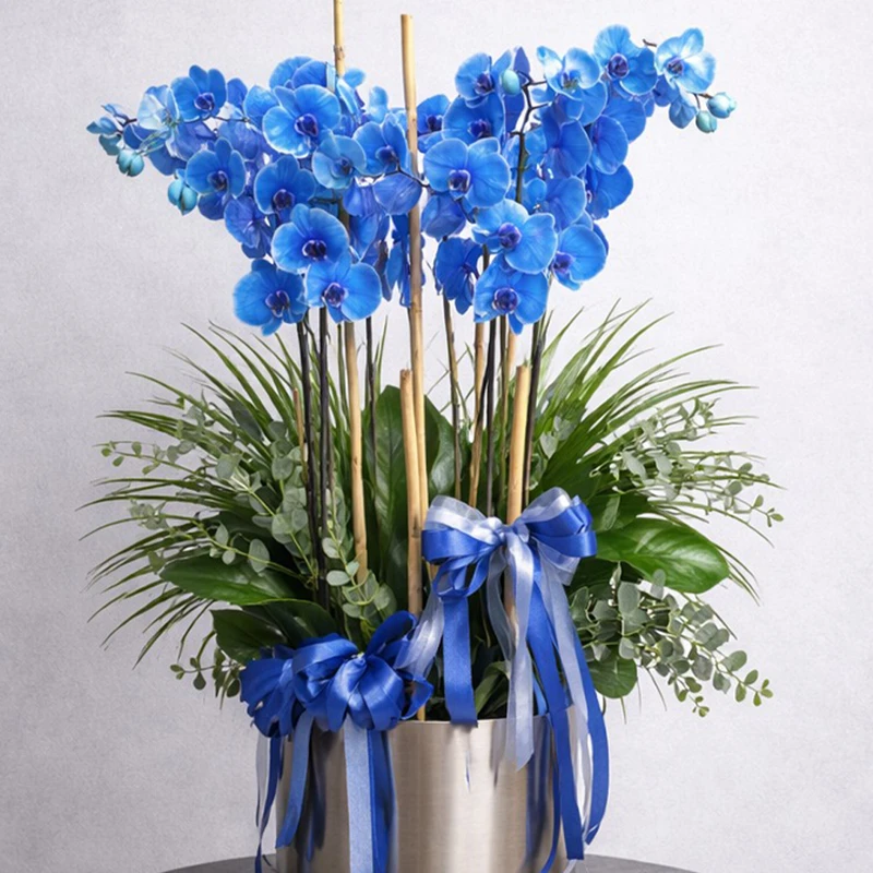 6 Dallı Mavi Orkide