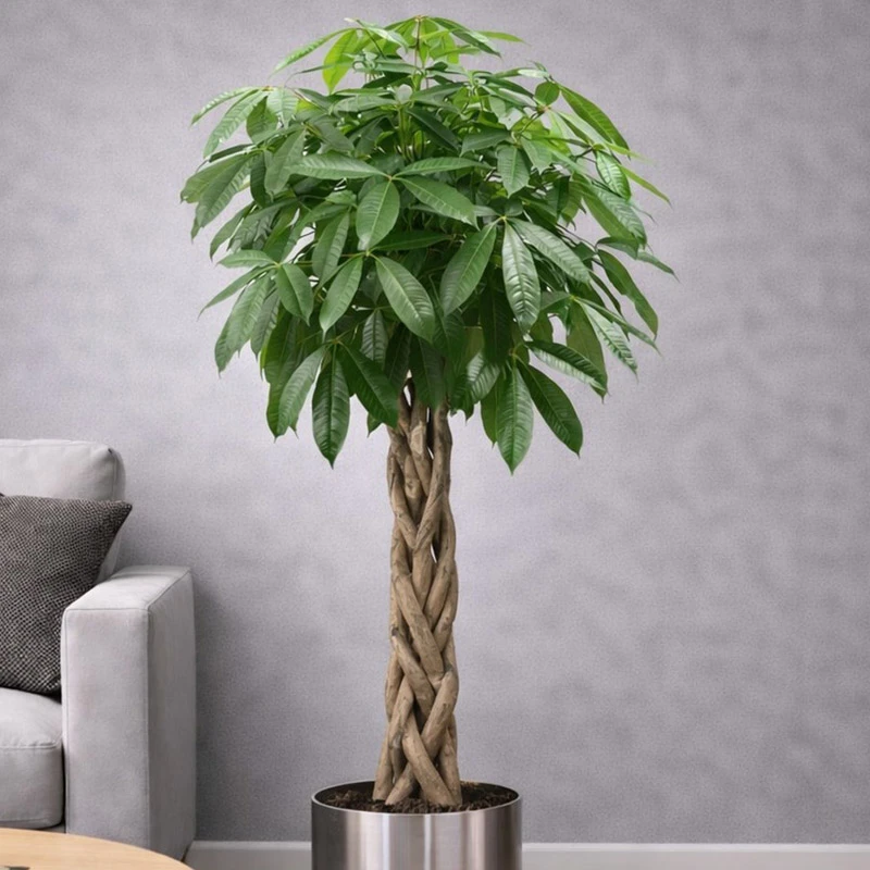 Büyük Pachira Ağacı