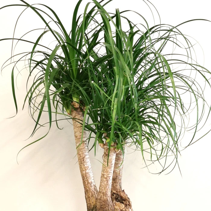 Nolina Recurvata Bonsai