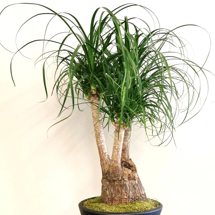 Nolina Recurvata Bonsai