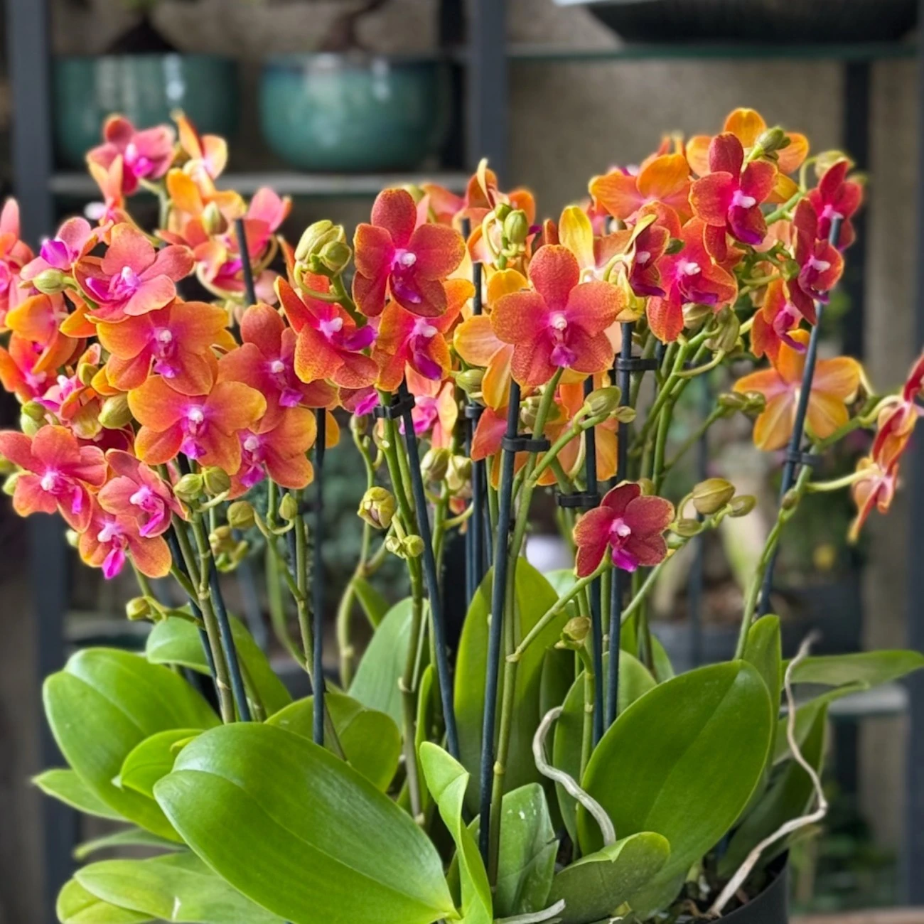 Rumeli Hisarı Orkide