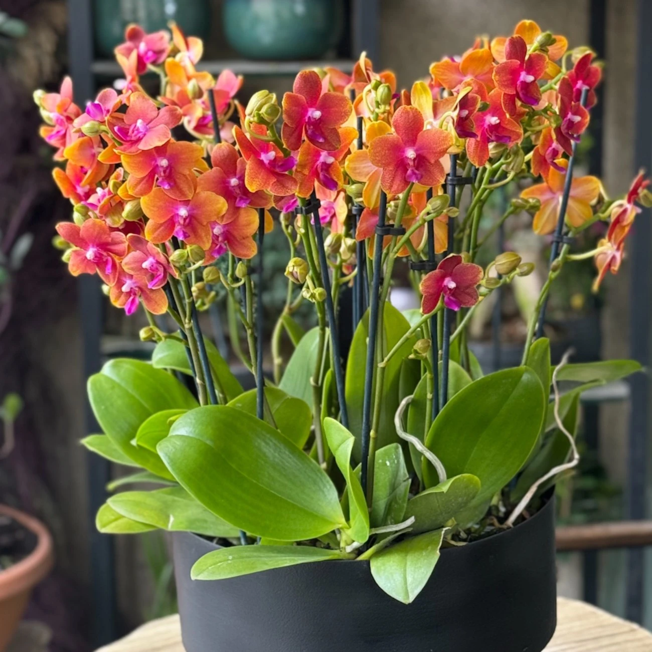 Rumeli Hisarı Orkide