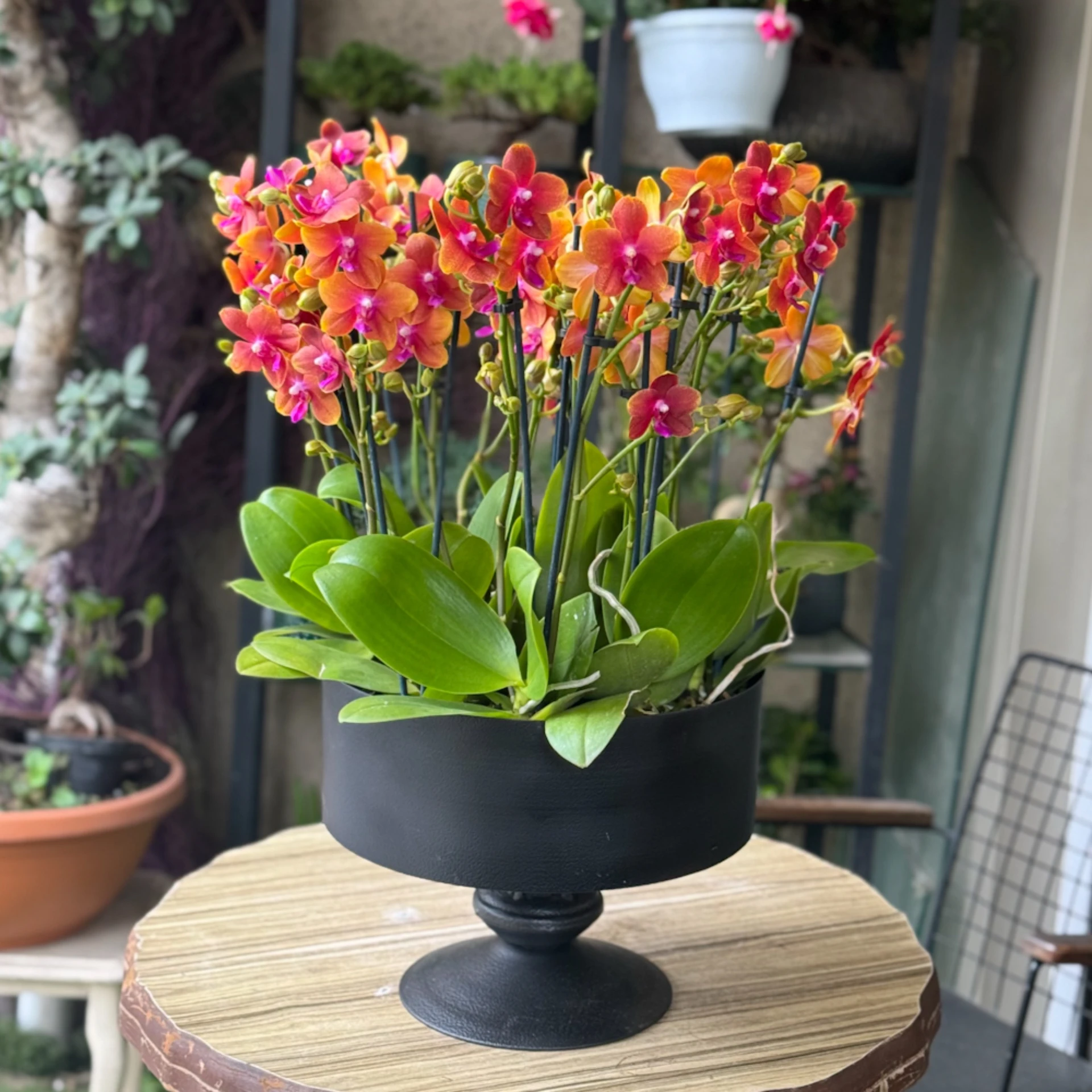 Rumeli Hisarı Orkide