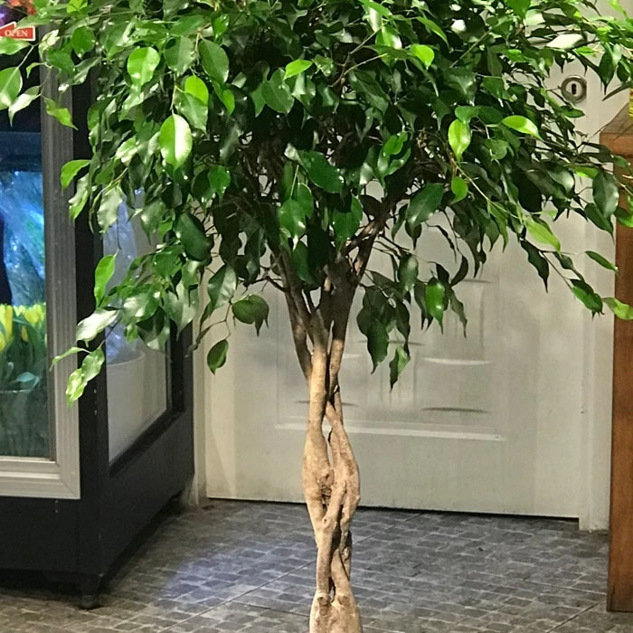 Burgulu Ficus Benjamin