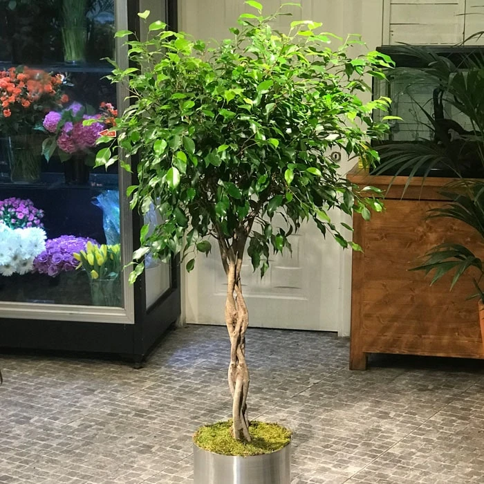 Burgulu Ficus Benjamin