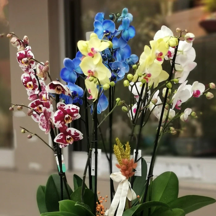 Özel Koleksiyon Rengarenk Orkideler