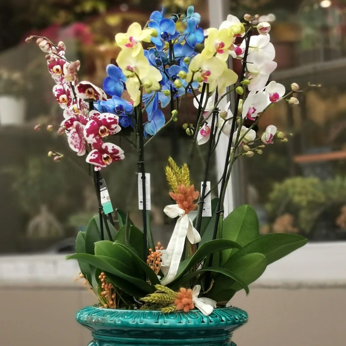 Özel Koleksiyon Rengarenk Orkideler