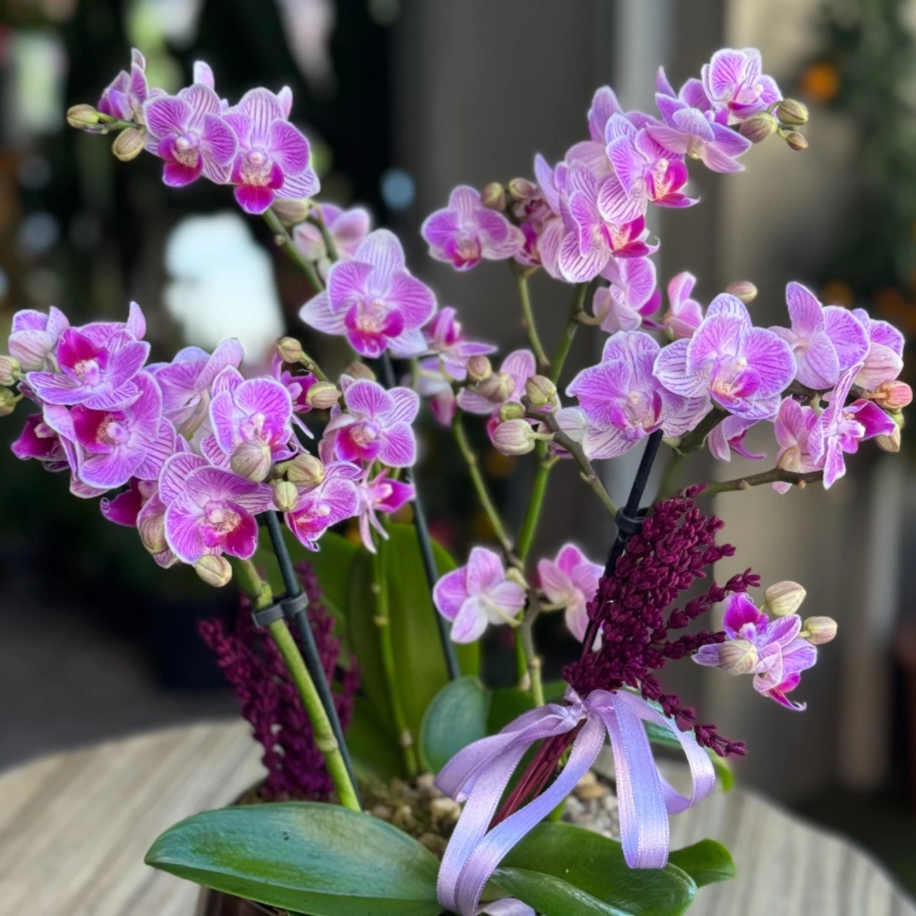 Pembe Bougetto Orkide