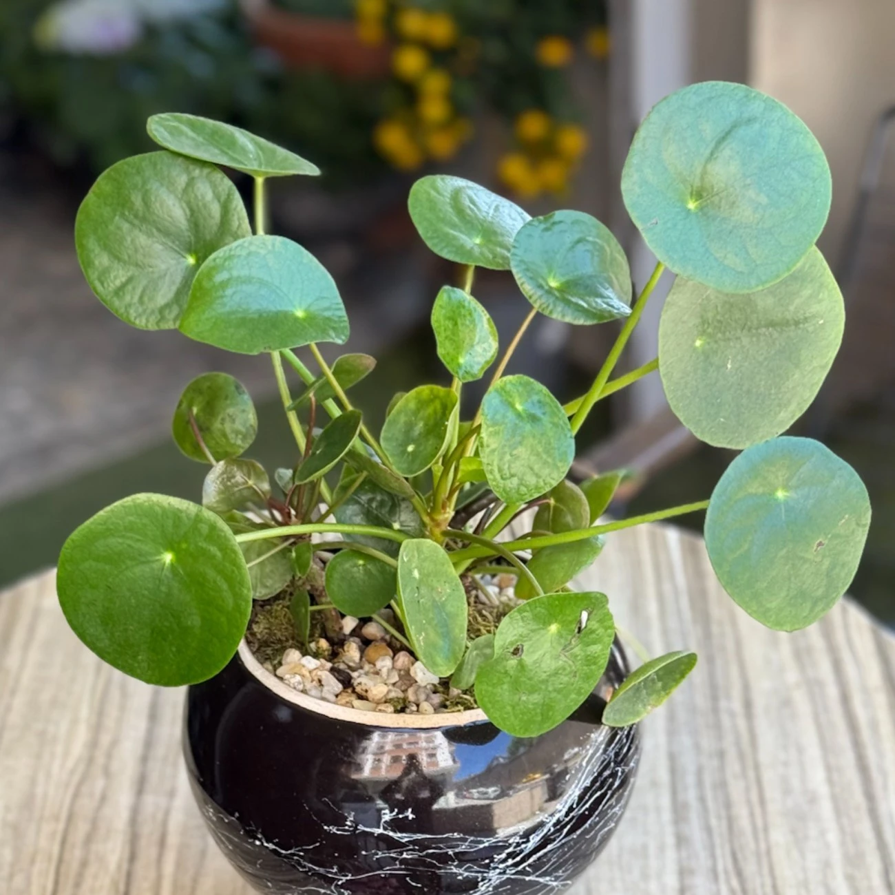 Pilea Peperomioides
