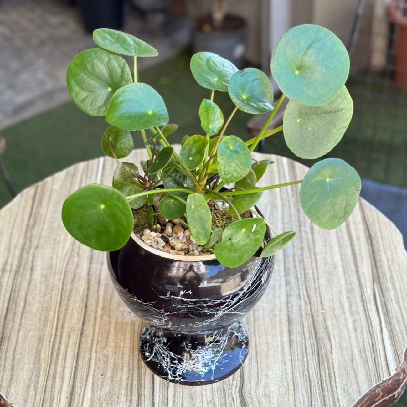 Pilea Peperomioides