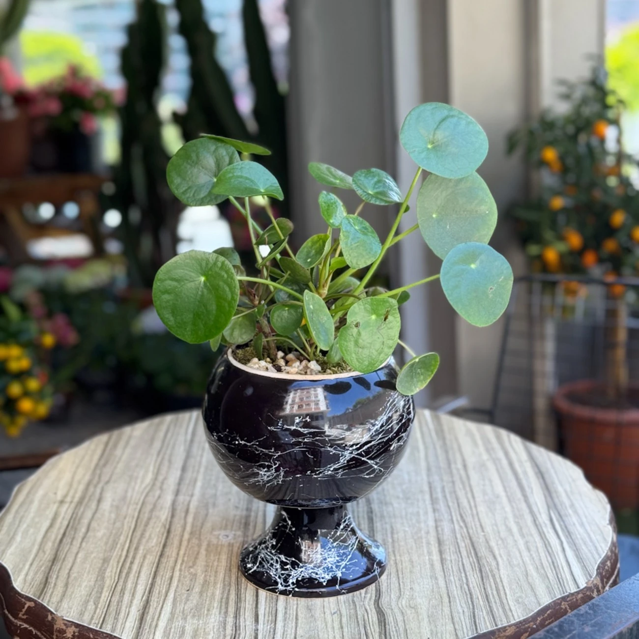 Pilea Peperomioides