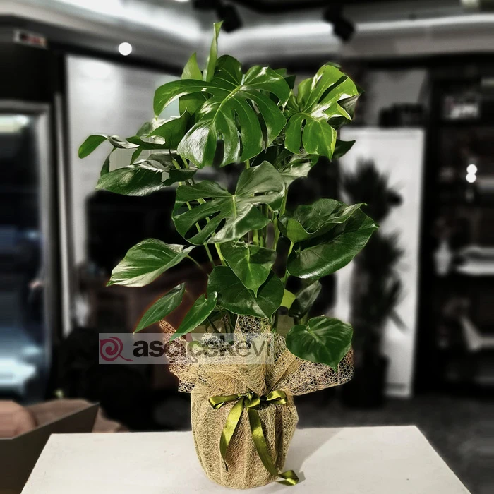 Deve Tabanı - Monstera Bitkisi