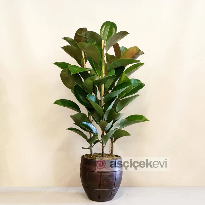 Kauçuk - Ficus Elestica Robusta