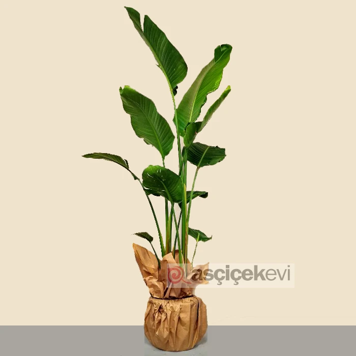 Strelitzia Nikolai - Cennet Kuşu