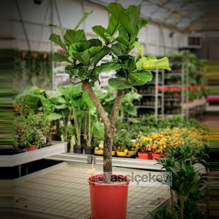 Ficus Lyrata Ağacı