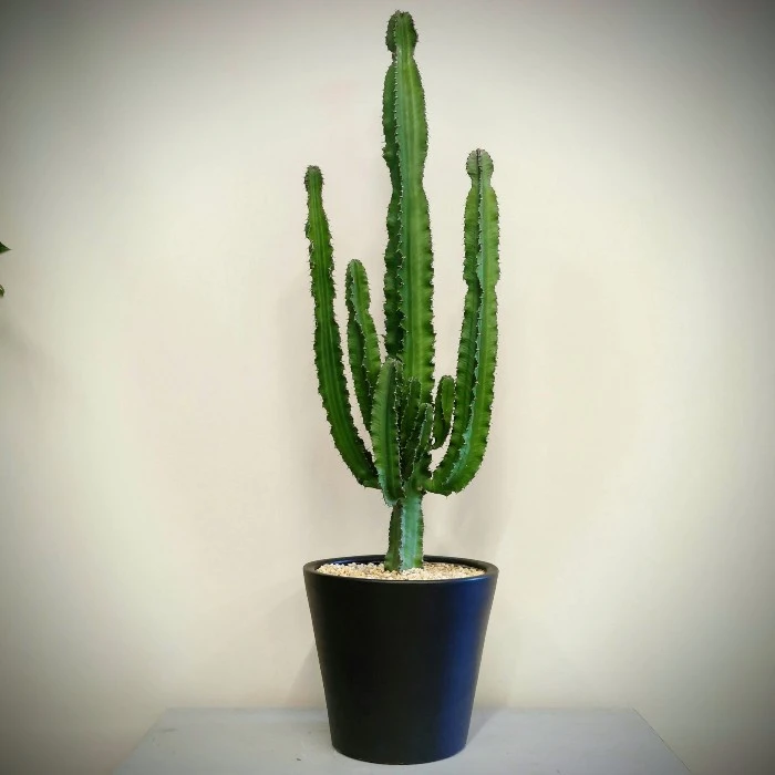 Büyük Euphorbia Kaktüs