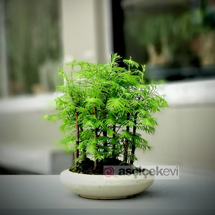 Redwords Orman Bonsai - Larex