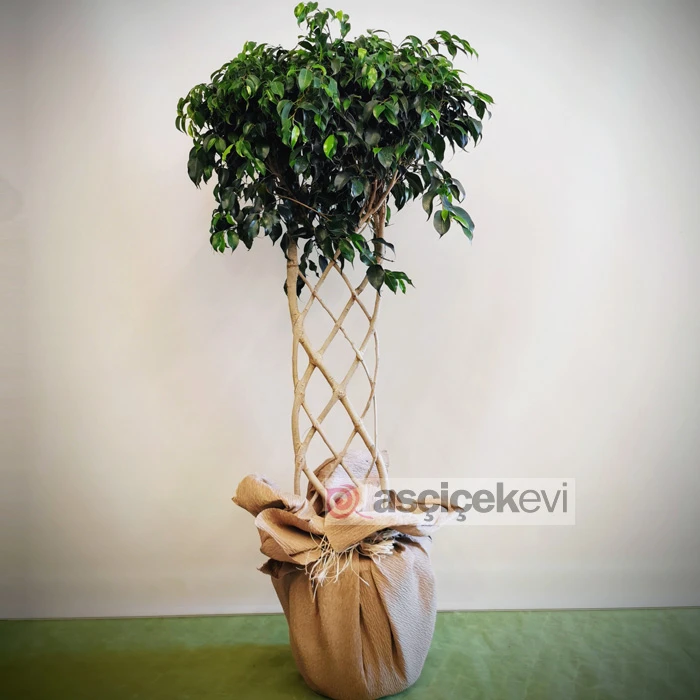 Örgülü Benjamin - Ficus Exotica