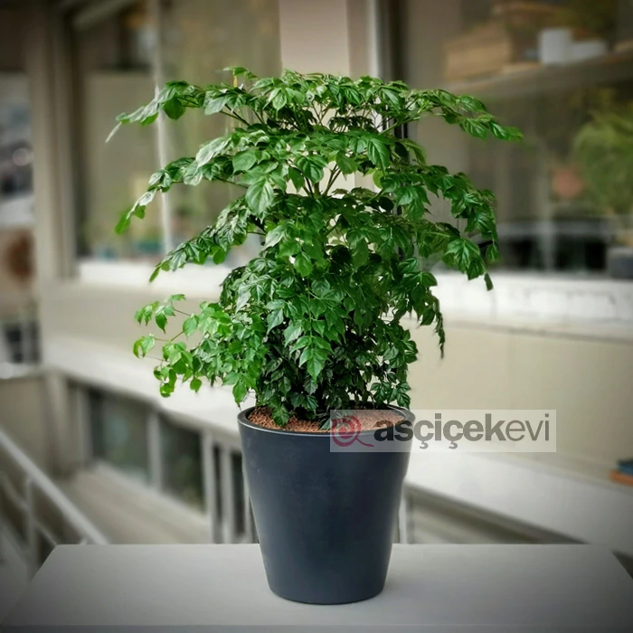 Radermachera Sinica - Mercan Ağacı