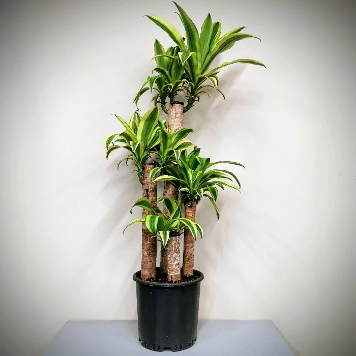 Massangeana Fragrans - 4 Köklü