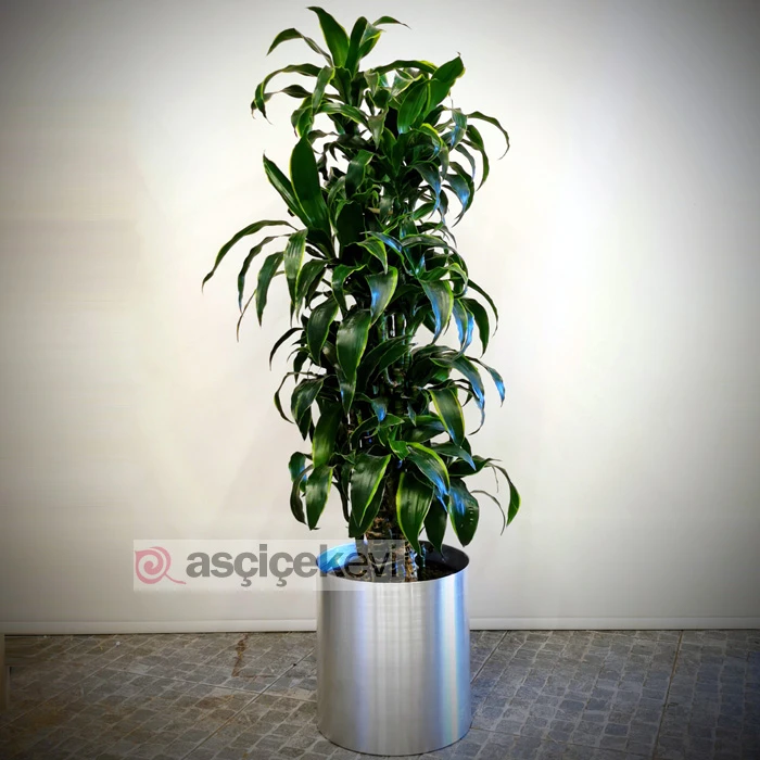 Dracaena Dorado