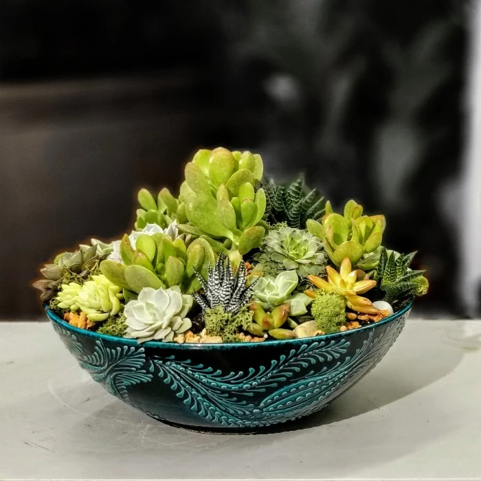 Crassula ve Sukkulentler