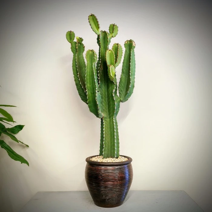 Euphorbia İngens - Şamdan Ağacı