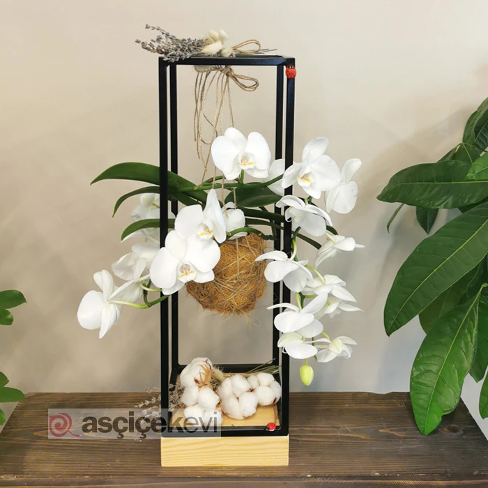 Kokedama Meander Orkide